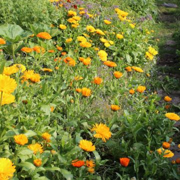 Goudsbloemen pracht.JPG